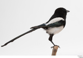 Common magpie Pica pica whole body 0006.jpg